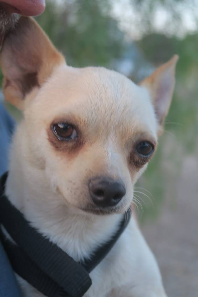Chihuahua Pancho