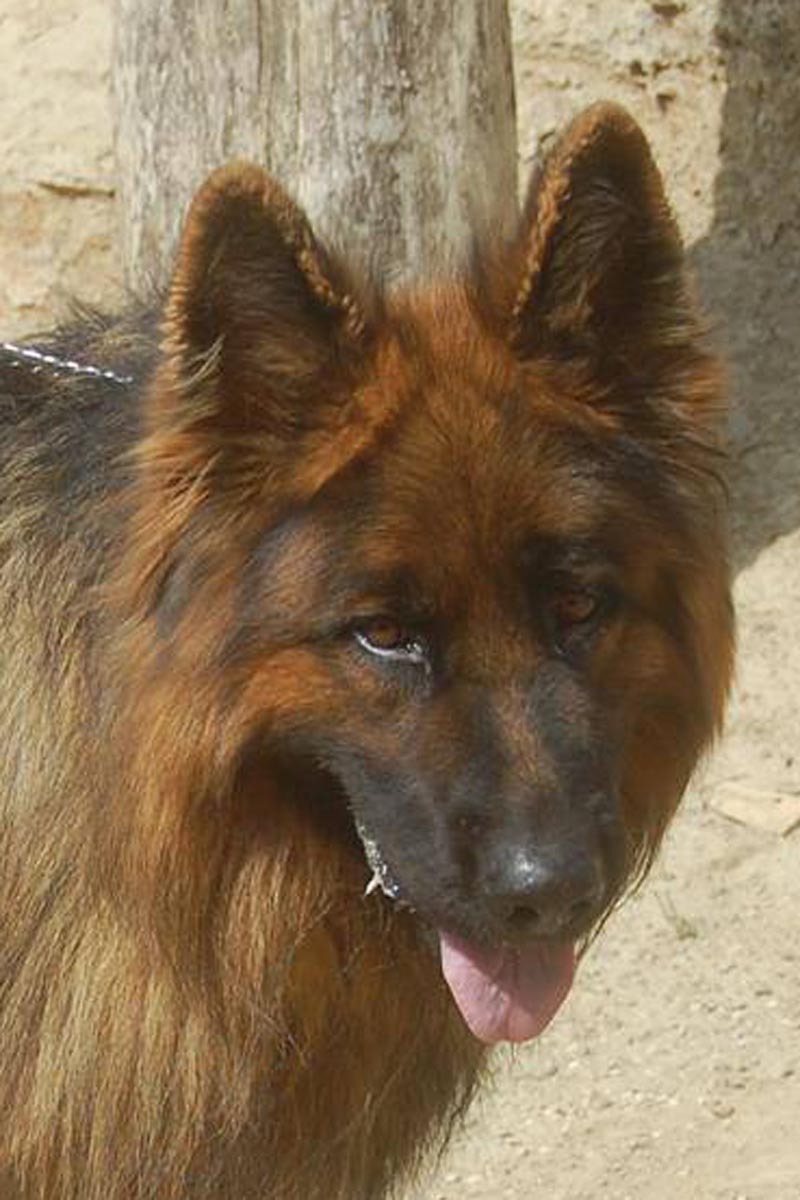 Schäferhund Rambo