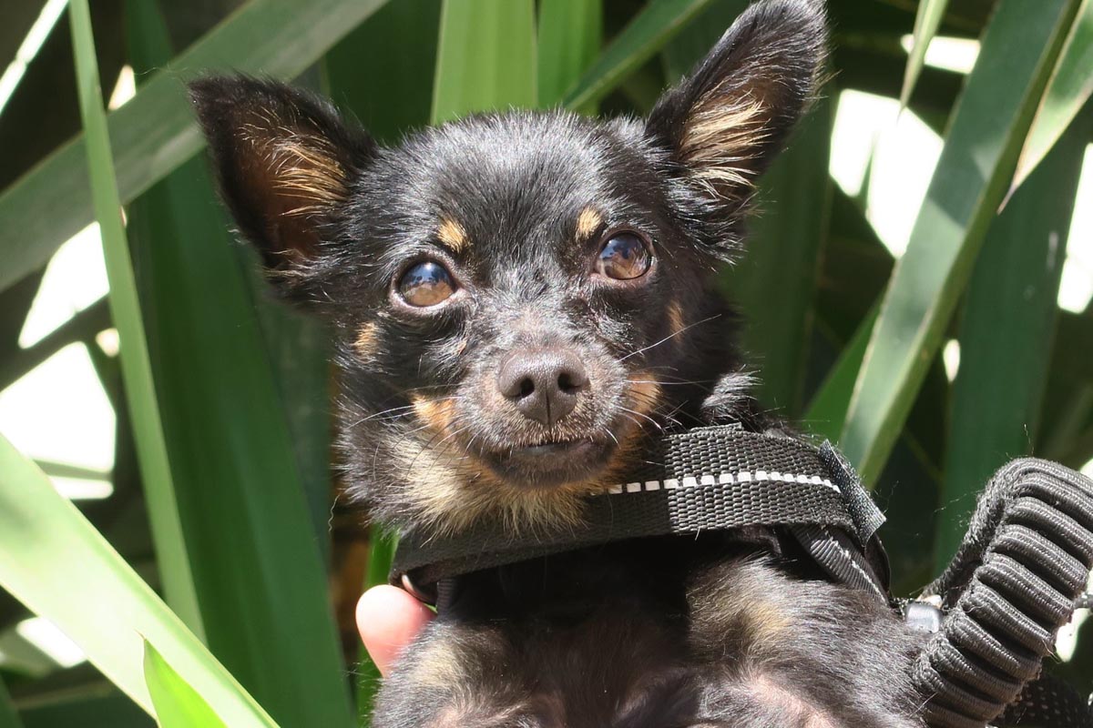 Chihuahua Kiwi