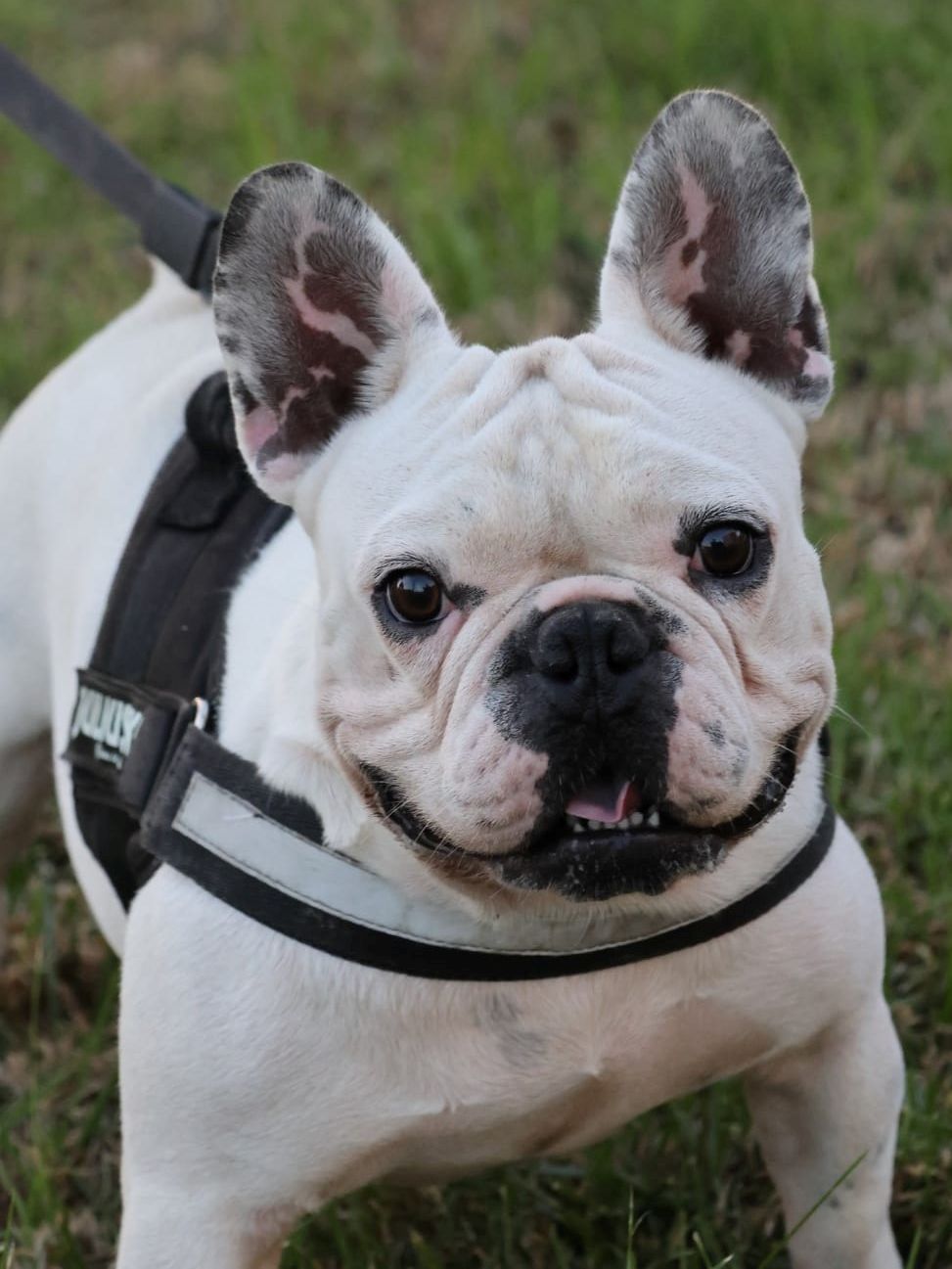 Französische Bulldogge - charmante & lustige Samtpfote - Planet Hund